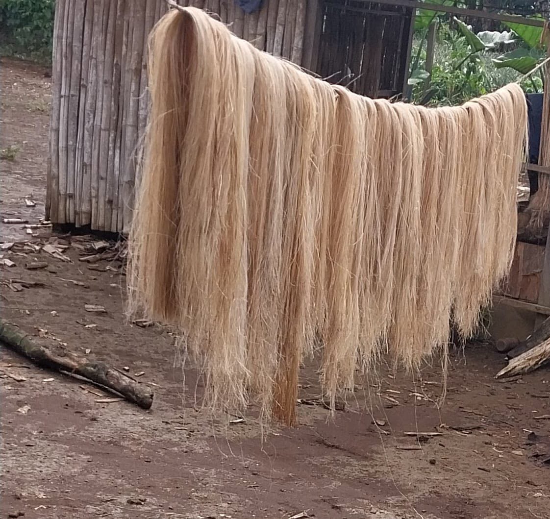 Fibres de bananier séchant sur une corde devant l'atelier